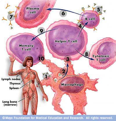 Pertinent cells of the immune system are shown, such as plasma, B, Memory T, Helper T, and Cytotoxic cells, as well as Macrophage.
